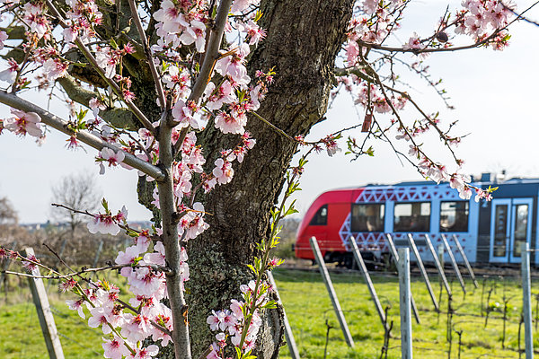Im Vordergrund ein blühender Mandelbaum, im Hintergrund fährt eine Regionalbahn