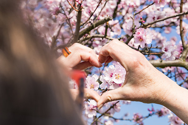Herz gebildet von Händen vor Mandelblütenbaum