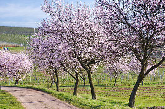 Rosa Mandelbäume entlang eines Feldweg